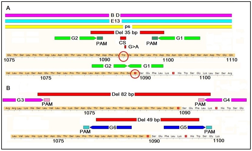 Esquema del diseño de guías de edición génica mediante CRISPR/Cas9, para la obtención del modelo celular mutado (A) y para la reversión y corrección de la mutación (B).